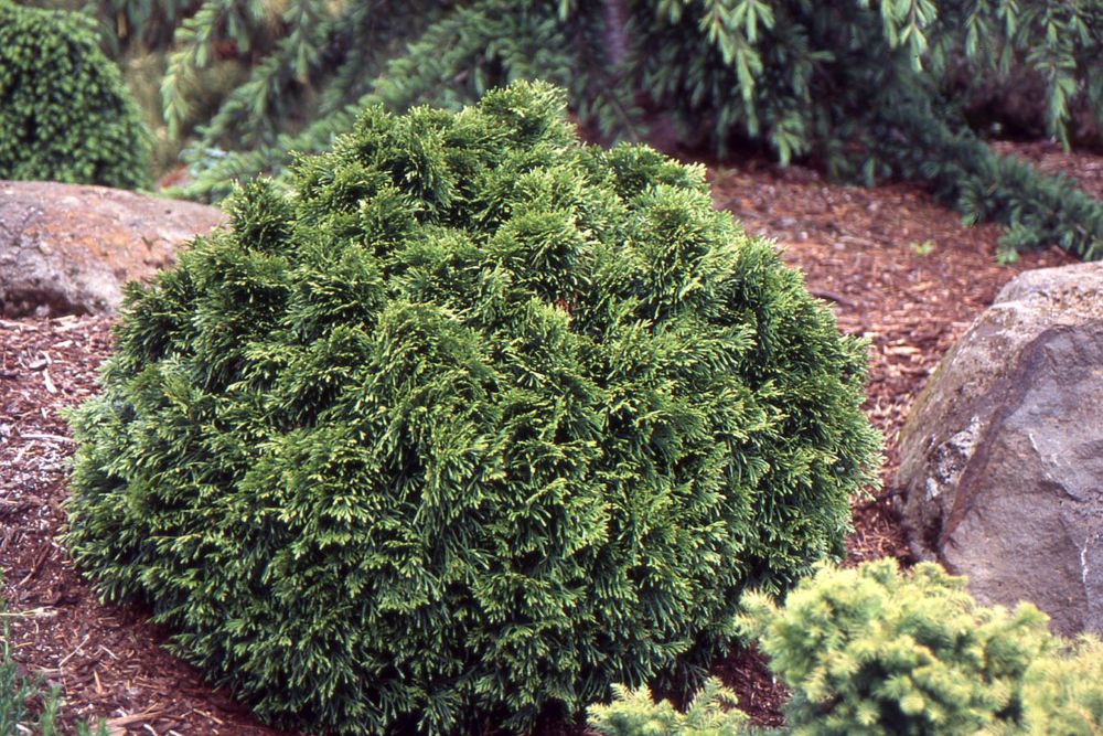 Grune Kugel Western Red Cedar (Thuja plicata &