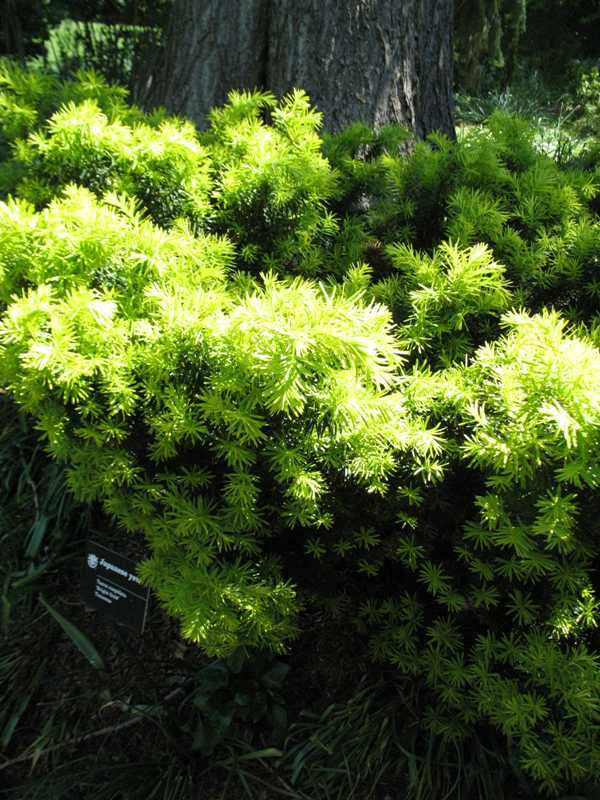 Dwarf Bright Gold Japanese Yew (Taxus cuspidata ‘Dwarf Bright Gold’) - QT