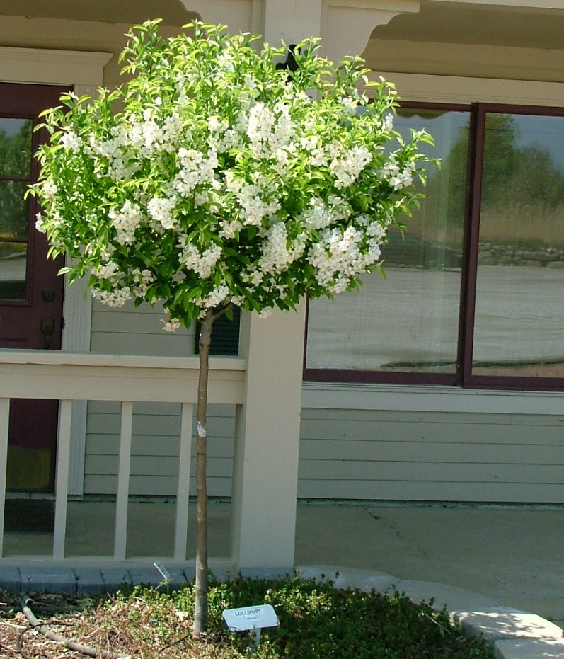Lollipop® Crabapple (Malus ‘Lollipop&