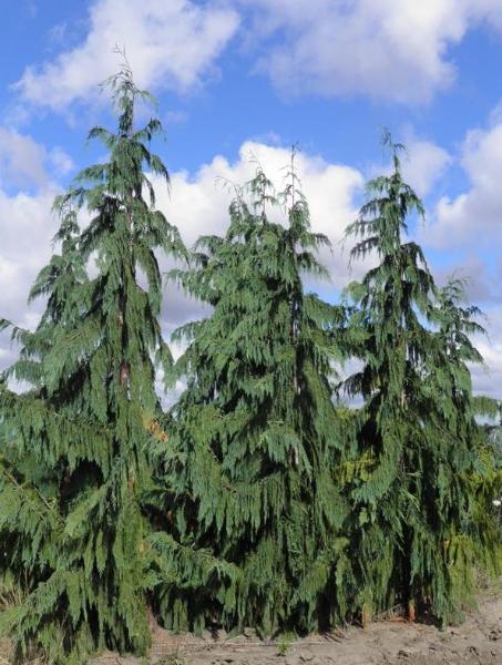 Weeping Blue Alaskan Cedar (Chamaecyparis nootkatensis &