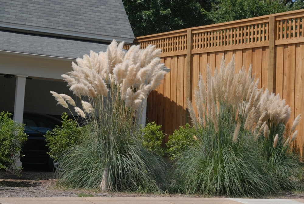 Pampas Grass (Cortaderia selloana) - 1 gallon