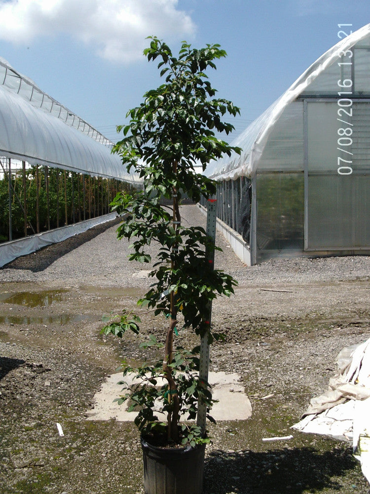 Weeping Japanese Snowbell (Styrax japonicus &