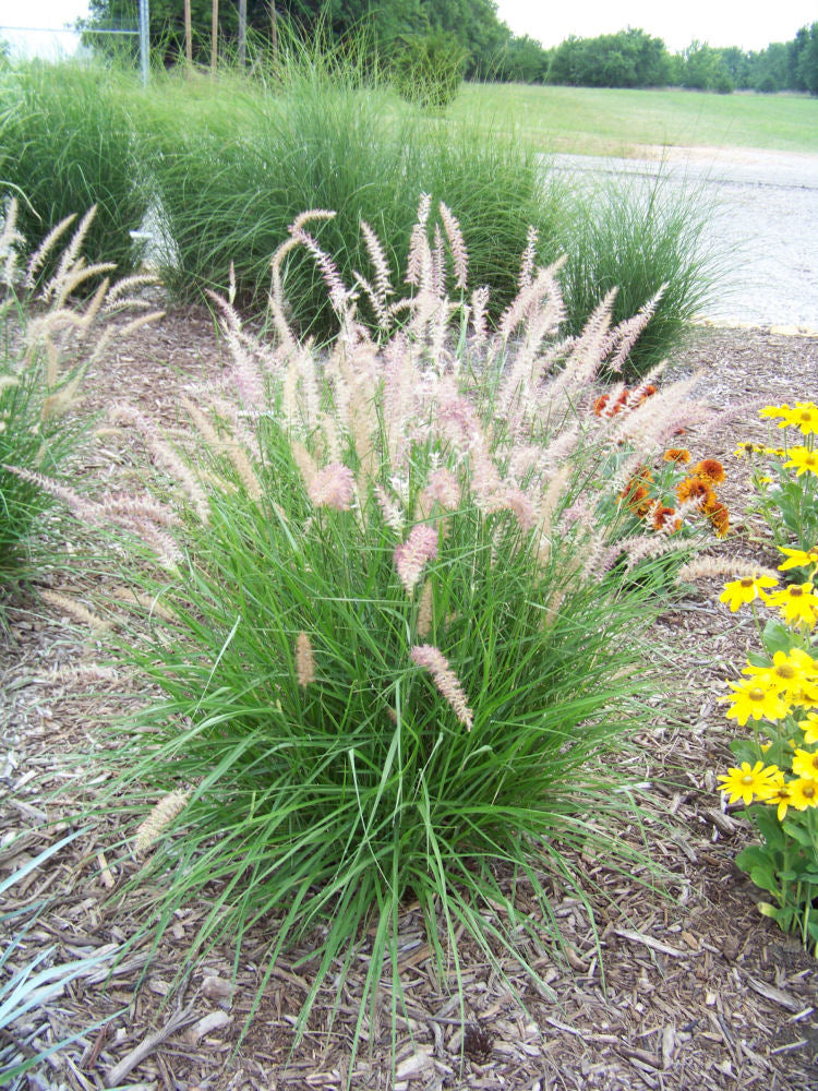 Karley Rose™ Fountain Grass (Pennisetum orientale &