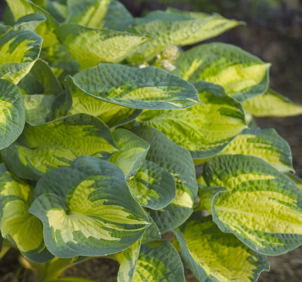 Great Expectations Plantain Lily (Hosta great &