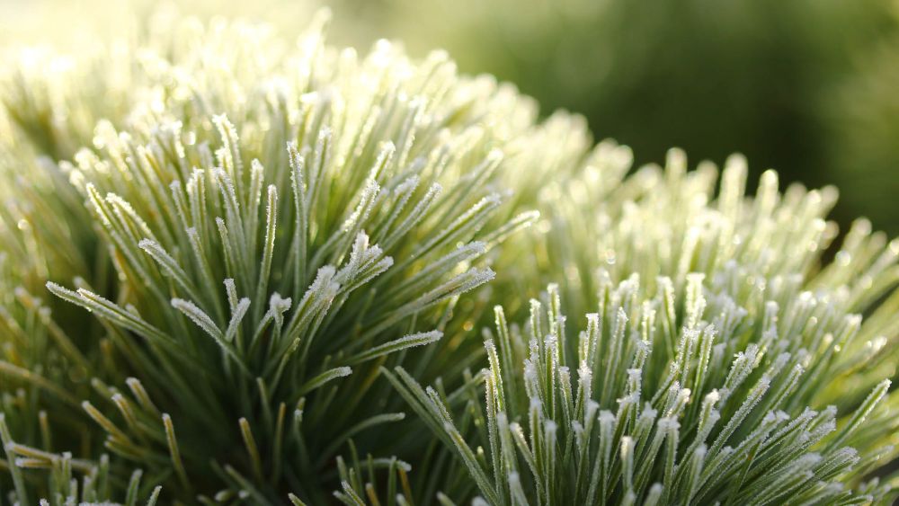 ‘Sea Urchin’ Eastern White Pine (Pinus strobus ‘Sea Urchin’) - 1 gallon