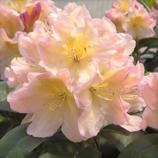 Holden’s™ Peach Rhododendron (Rhododendron &