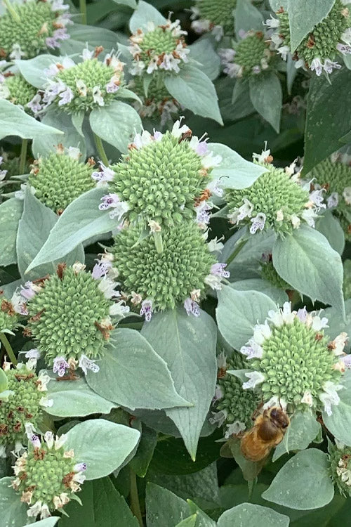 Short Toothed Mountain Mint (Pycnanthemum muticum) - 1 gallon
