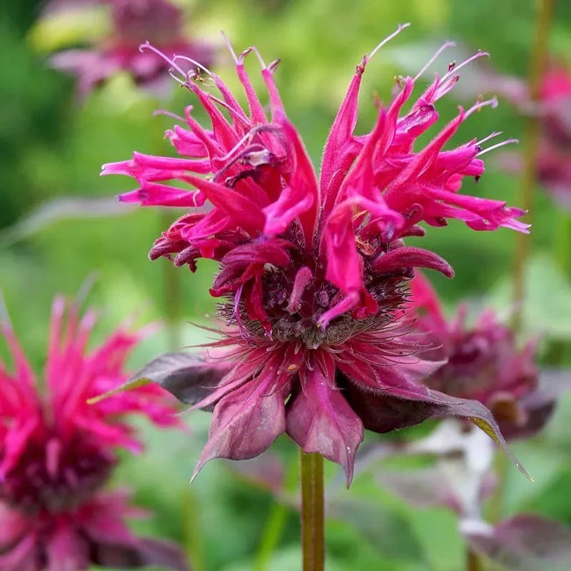Raspberry Wine Bee Balm (Monarda &