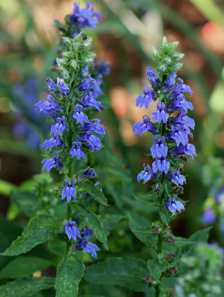 Great Blue Lobelia (Lobelia siphilitica) - 1 gallon