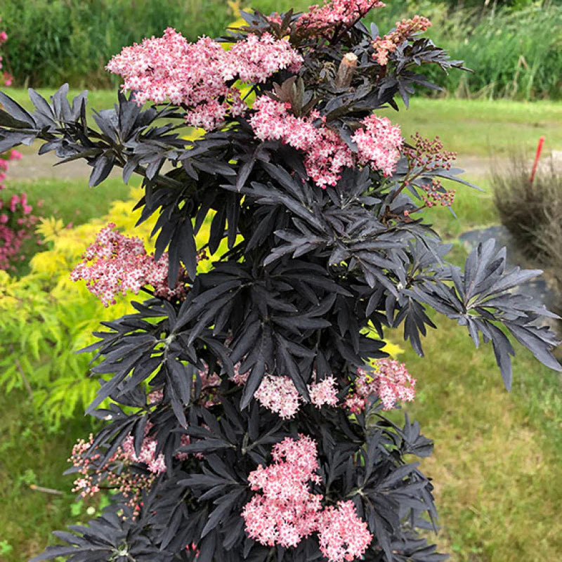 Laced Up® Elderberry (Sambucus N &