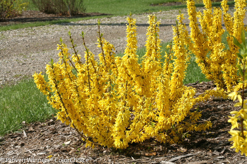 Spring Glory Forsythia (Forsythia x intermedia &