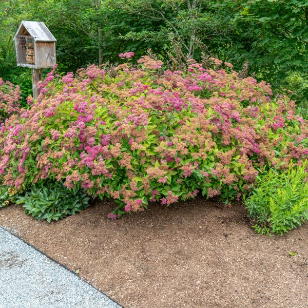 Double Play Big Bang® Spirea (Spiraea japonica &