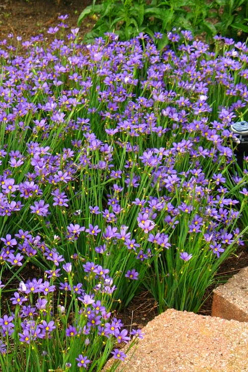 Lucerne Blue Eyed Grass (Sisyrinchium angustifolium &