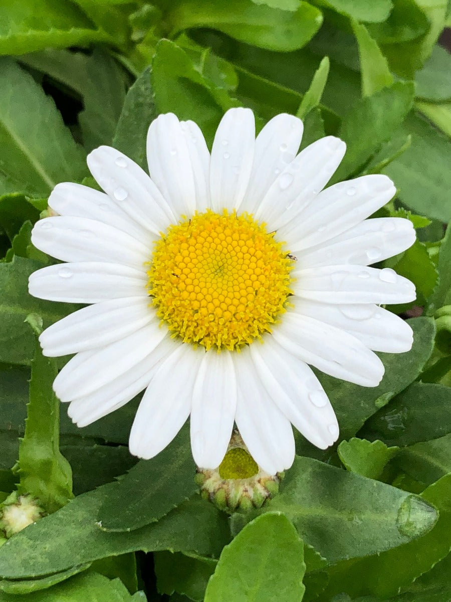 Snow Lady Shasta Daisy (Leucanthemum x superbum &