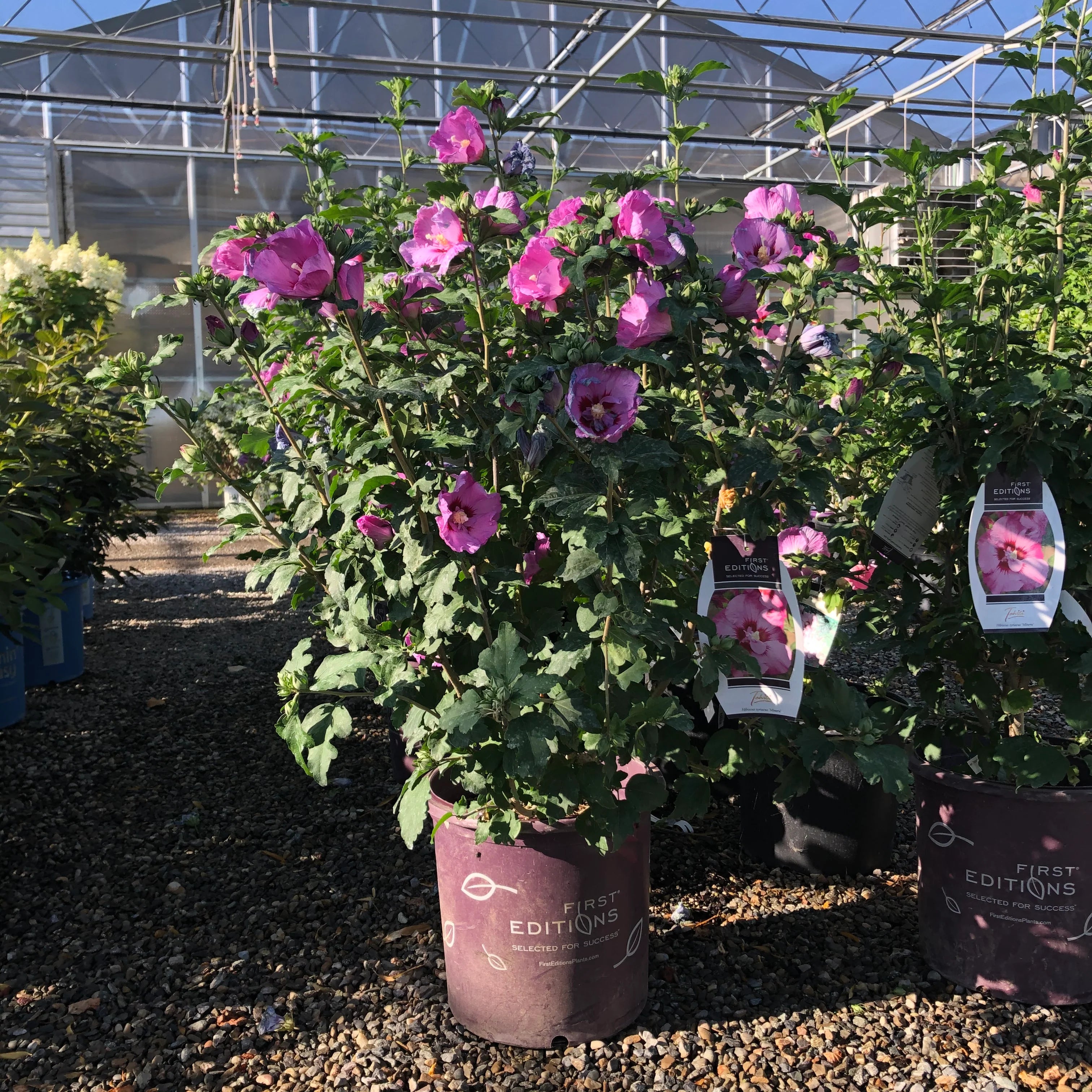 Tahiti™ Hibiscus (Hibiscus syriacus &