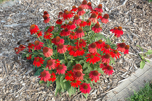 Sombrero Salsa Red Coneflower (Echinacea x purpurea &
