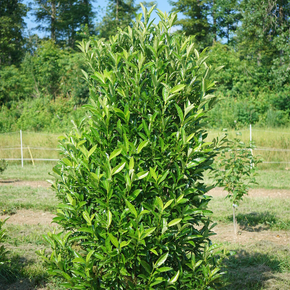 Yardline® Viburnum (VIBURNUM X YARDLINE) - QT