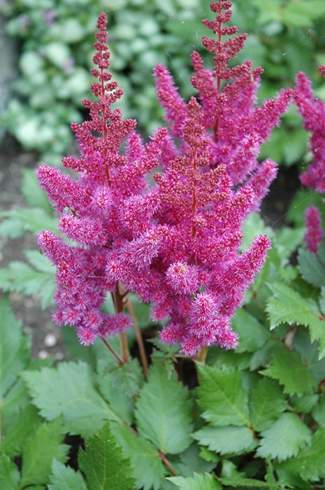 Vision In Purple Astilbe (Astilbe chinensis &