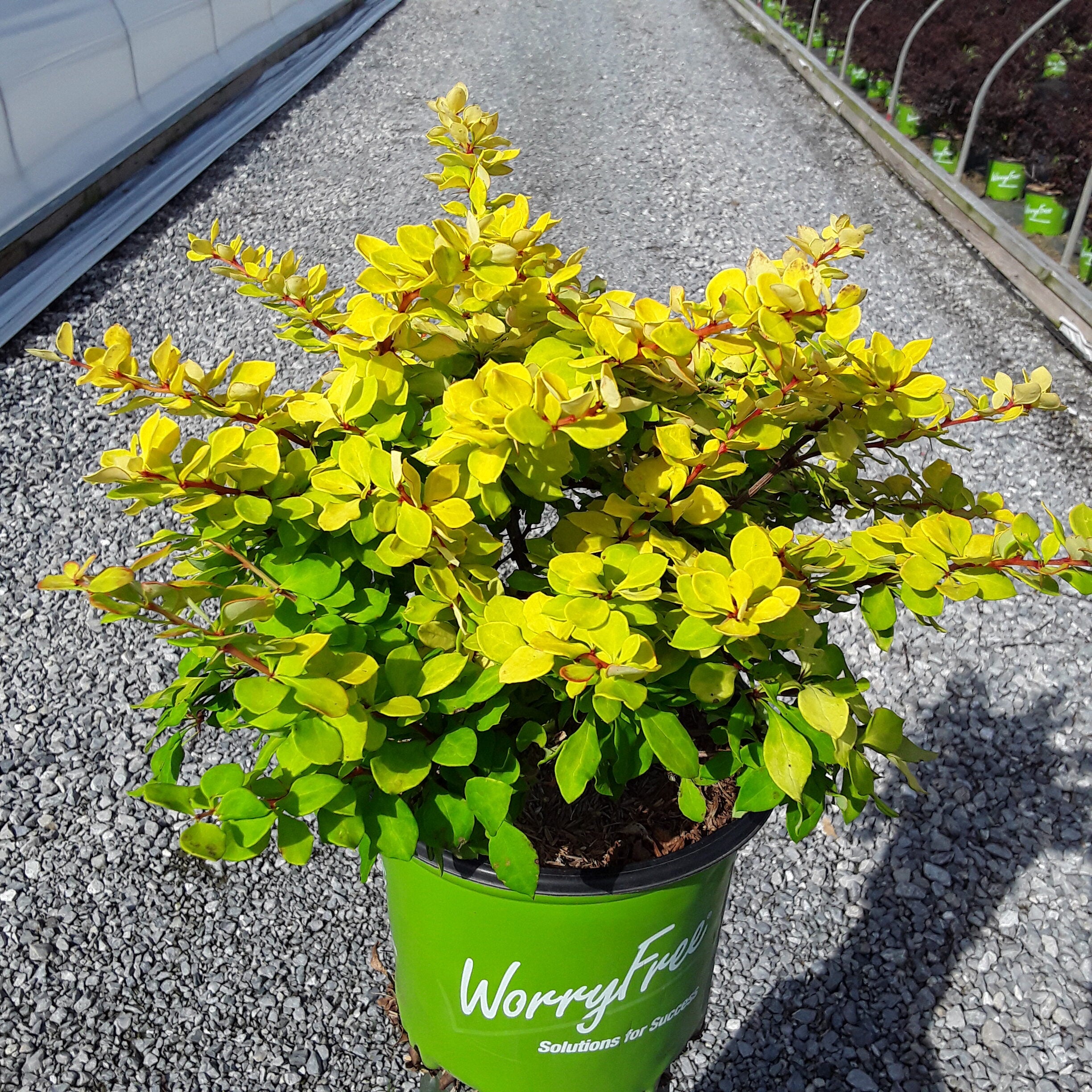 WorryFree® Lemon Glow® Barberry (Berberis thunbergii &
