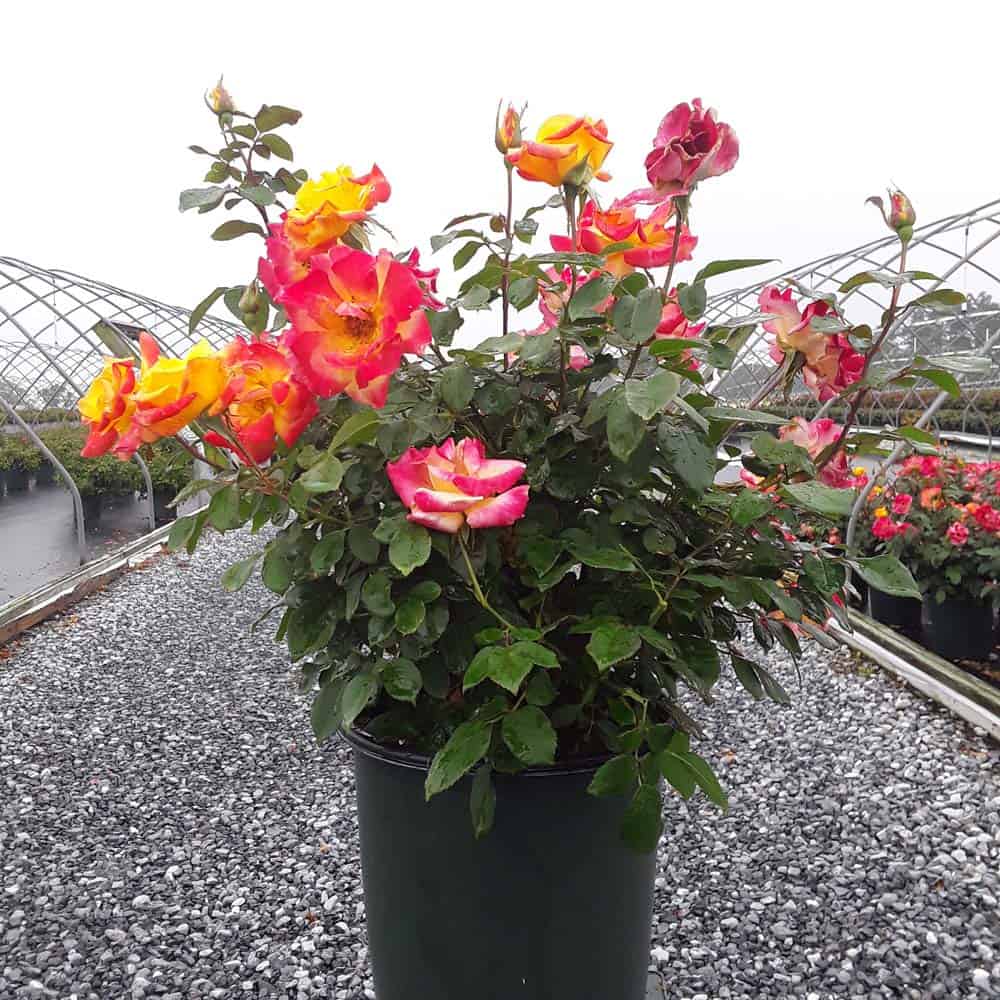 Sunset Horizon™ Rose (Rosa sunset &