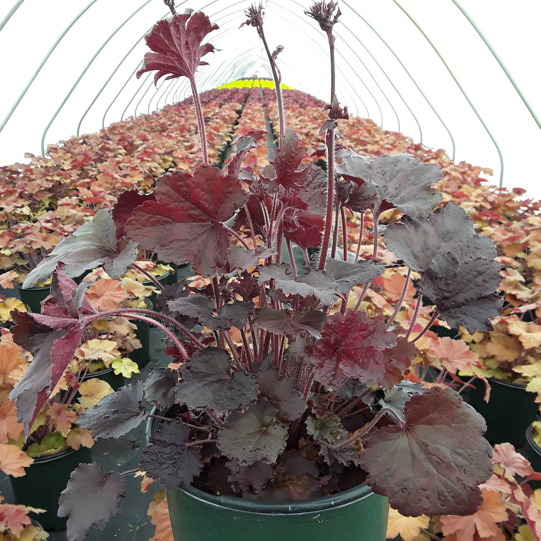 Northern Exposure™ Black Coral Bells (Heuchera &
