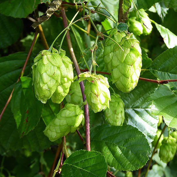 Zeus Hops (Humulus lupulus ‘Zeus’) - 1 gallon