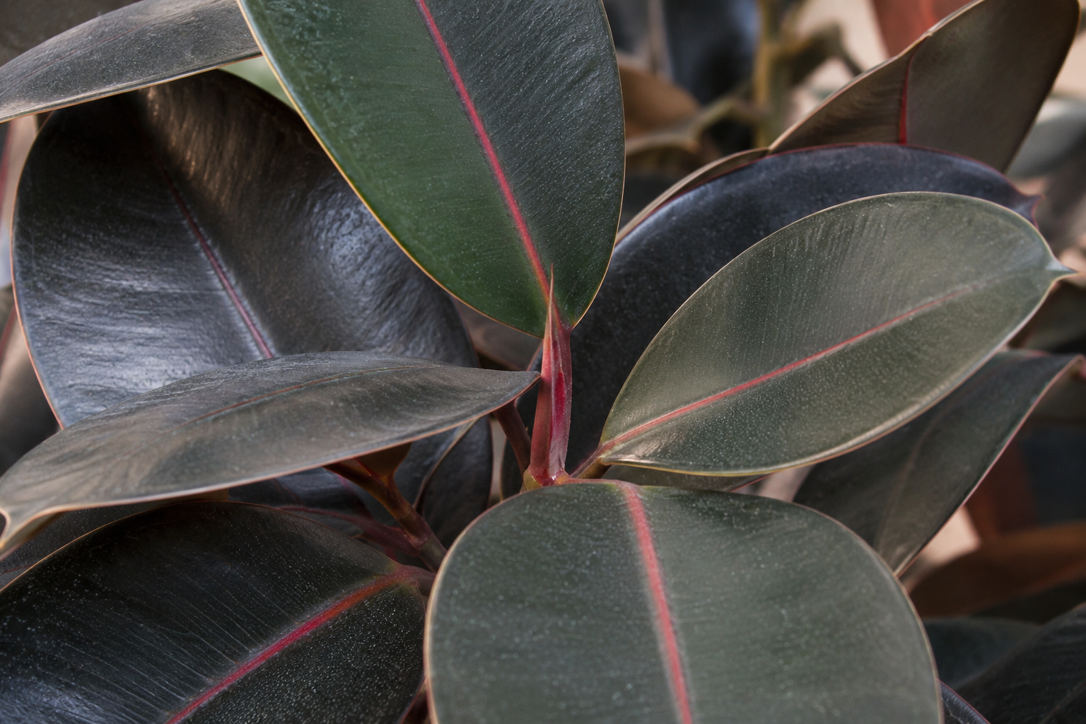 All (House Plants)
