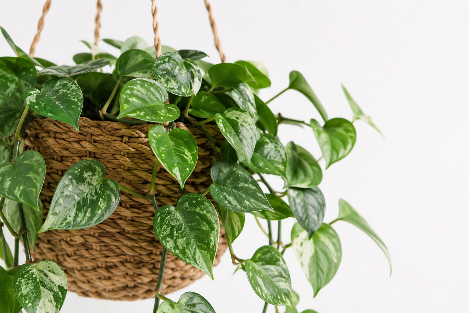 Hanging Basket Houseplants