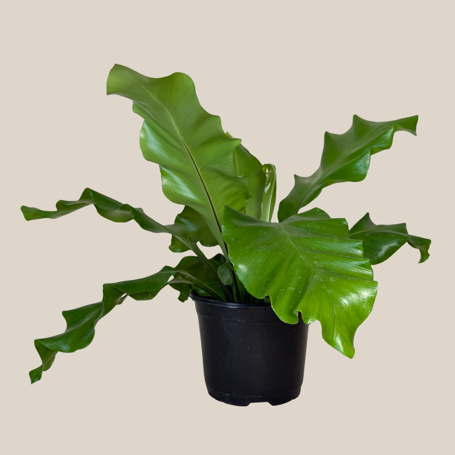 Pet Friendly Houseplants