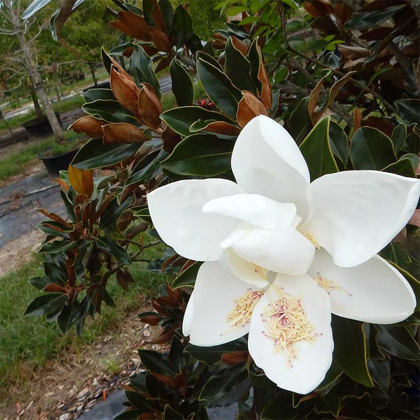 Little Gem Magnolia Tree (Magnolia grandiflora &