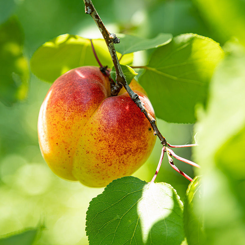 Blazeprince Peach Tree (PRUNUS FRUIT - BLAZEPRINCE) - 3 gallon 36" TREE