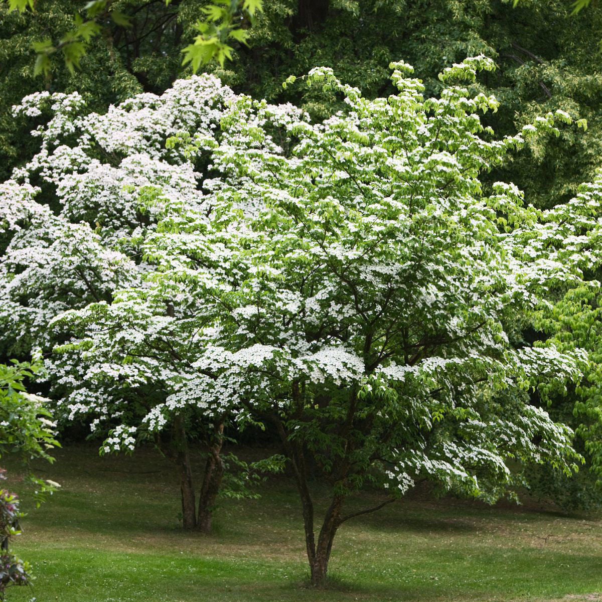 Kousa Dogwood (Cornus kousa var. chinensis &