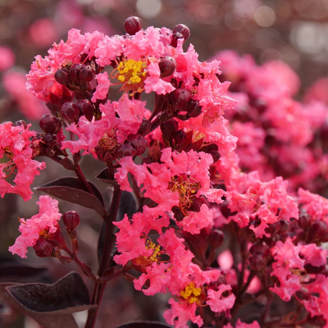 Center Stage® Coral Crape Myrtle (LAGERSTROEMIA CENTER STAGE® CORAL) - QT