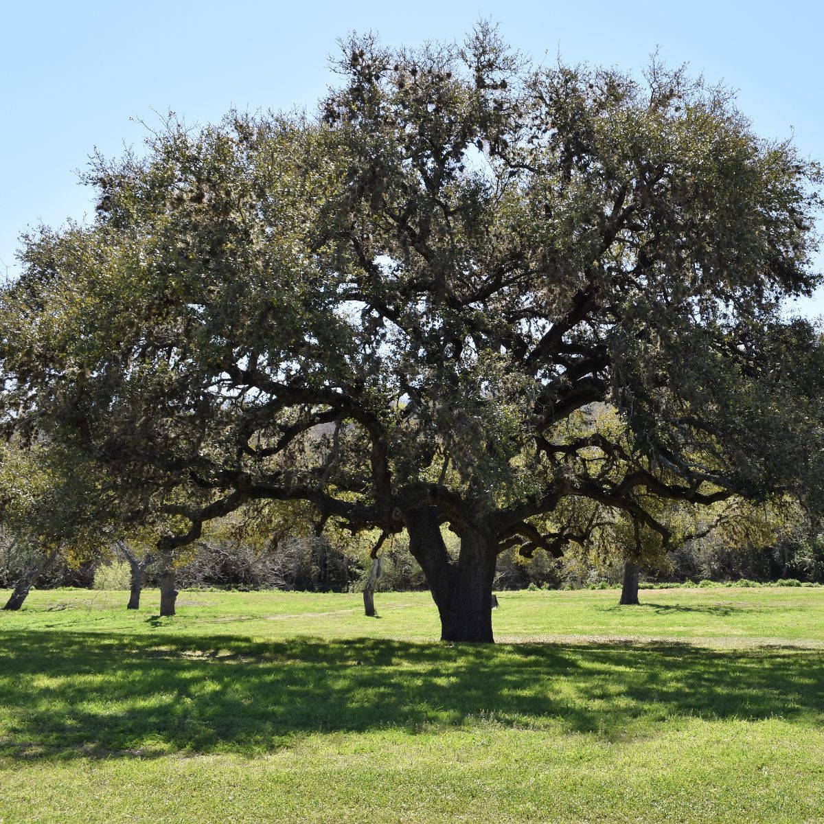 Live Oak (QUERCUS VIRGINIANA) - 5 gallon
