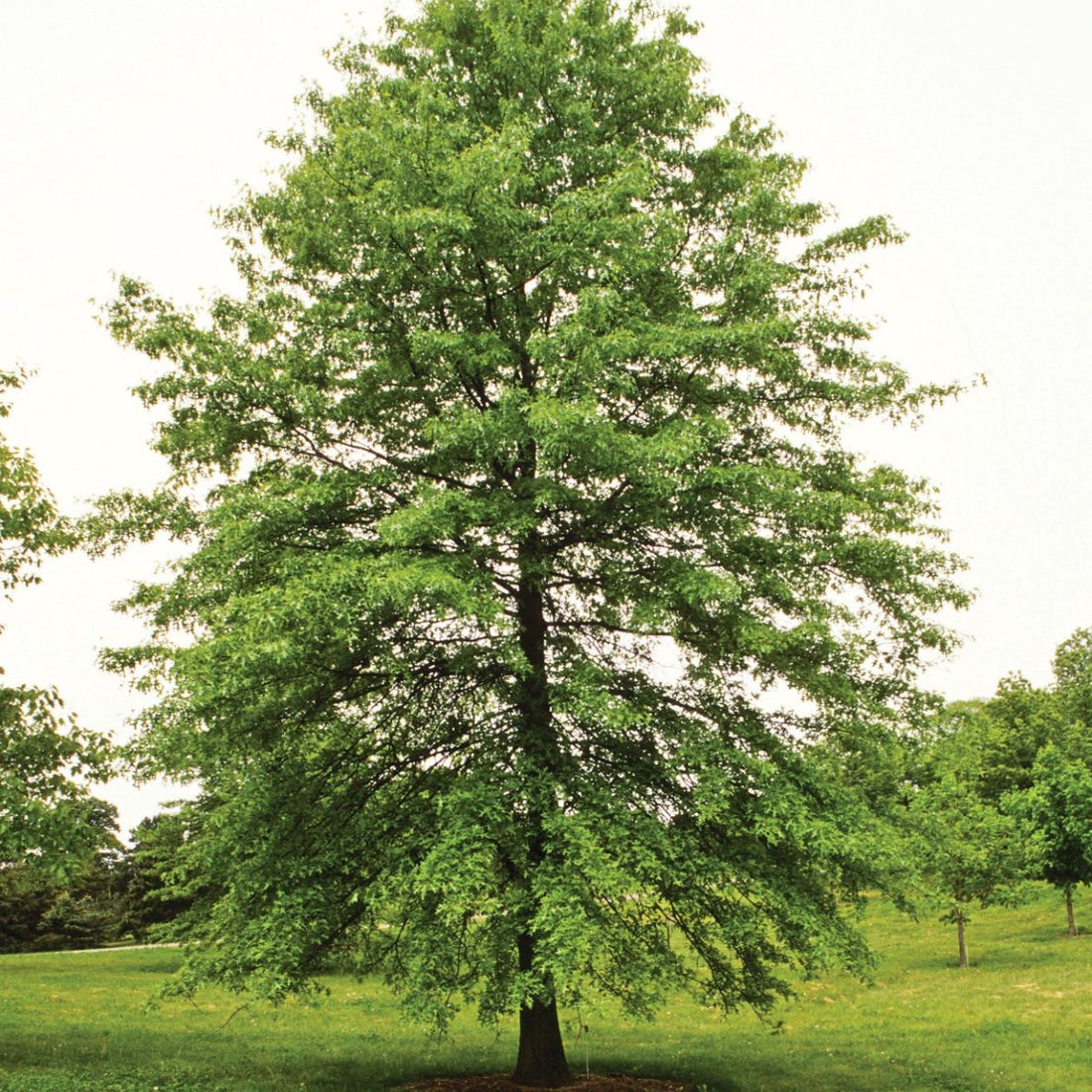 Pin Oak (Quercus palustris) - 3 gallon