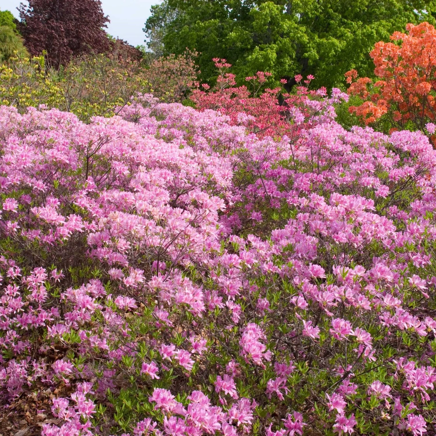 Lilac Lights™ Azalea (Azalea &