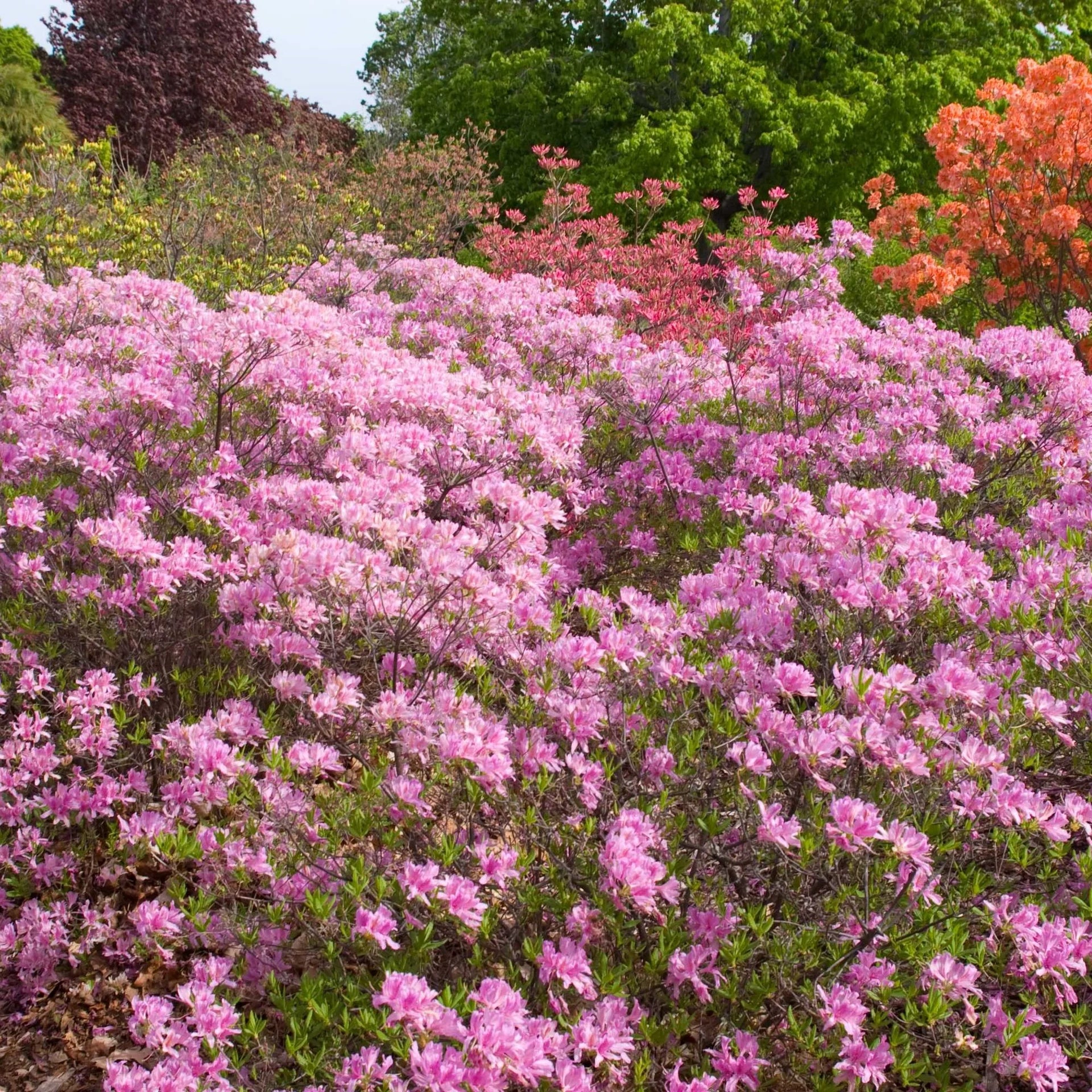Lilac Lights™ Azalea (Azalea &