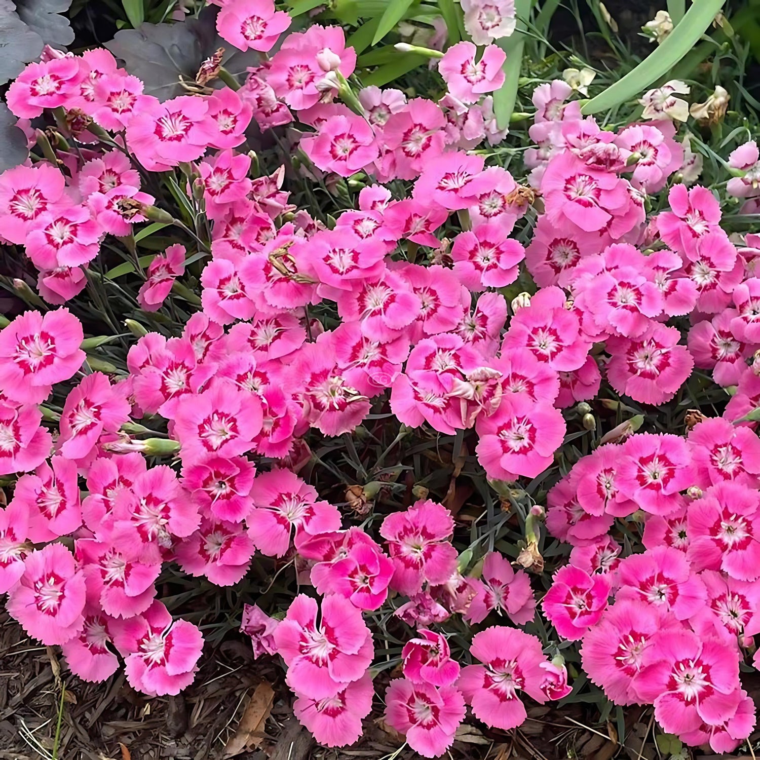 EverBloom™ &