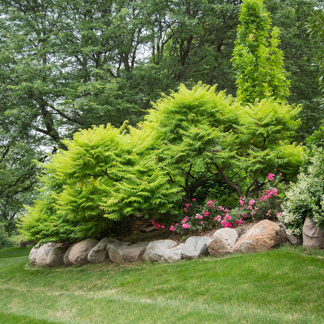 Tiger Eyes® Cutleaf Staghorn Sumac (Rhus typhina &