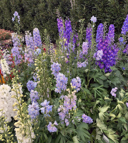 Guardian Mix Larkspur (DELPHINIUM E. GUARDIAN MIX) - 1 gallon