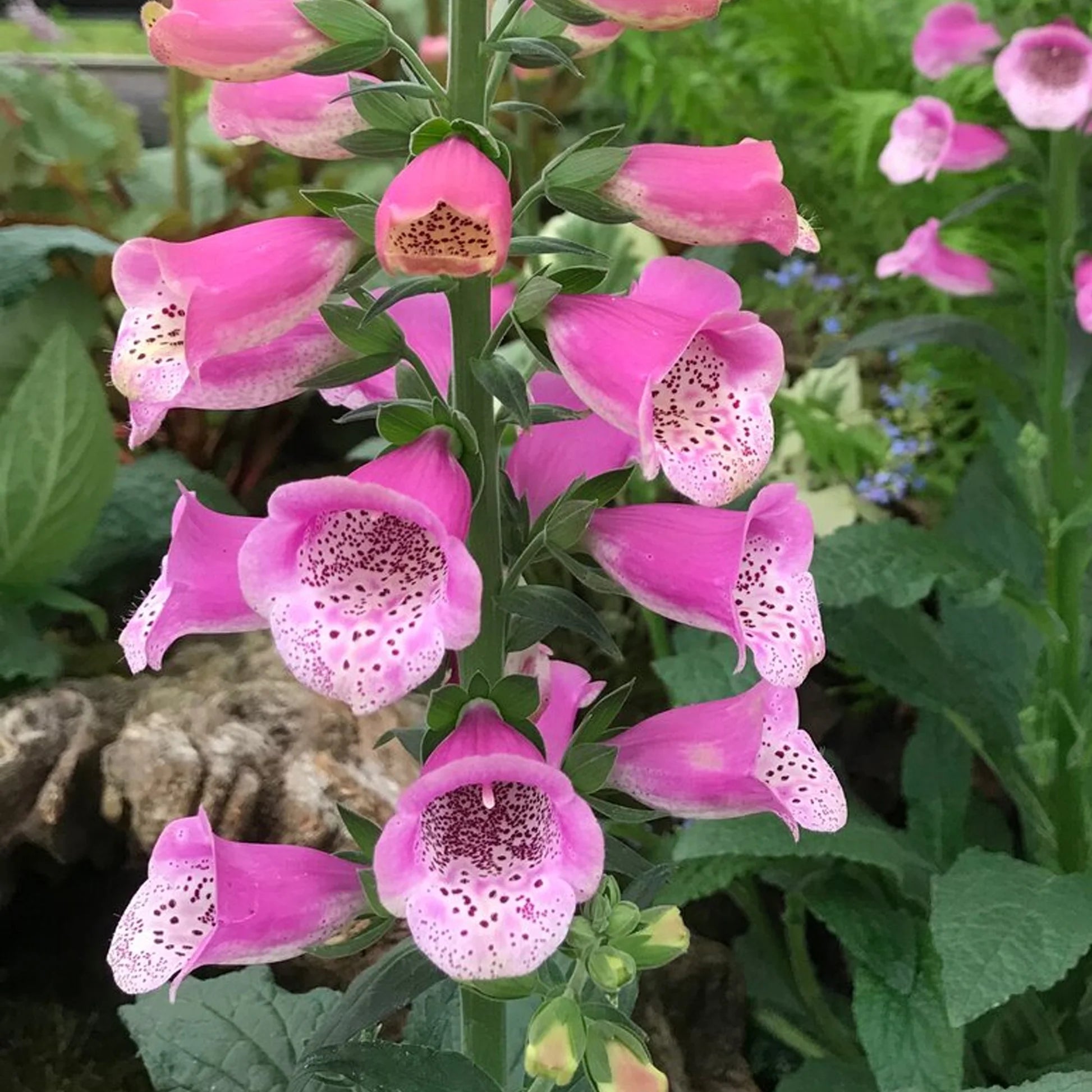 Lucas Foxglove (Digitalis lucas &