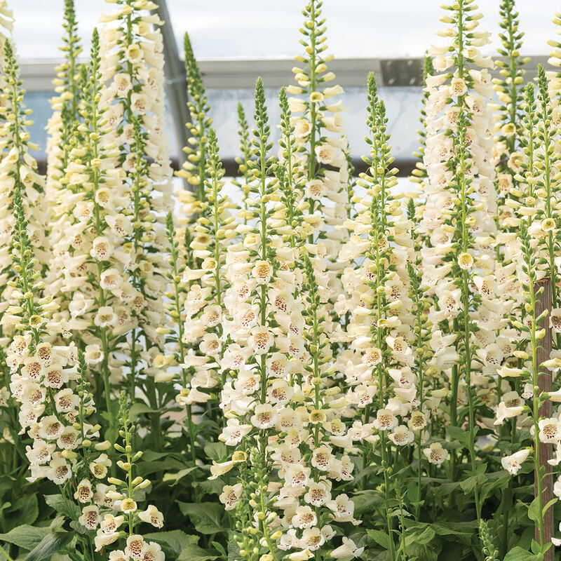 Camelot Cream Foxglove (Digitalis x &