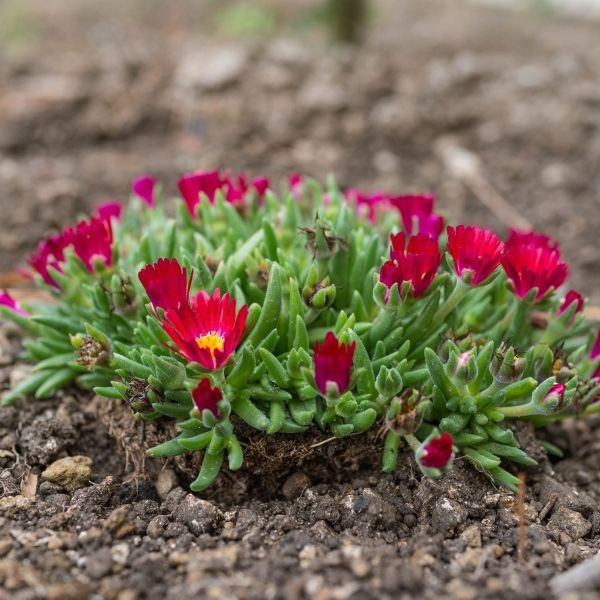 Jewel of Desert® Garnet Ice Plant (Delosperma delosperma &