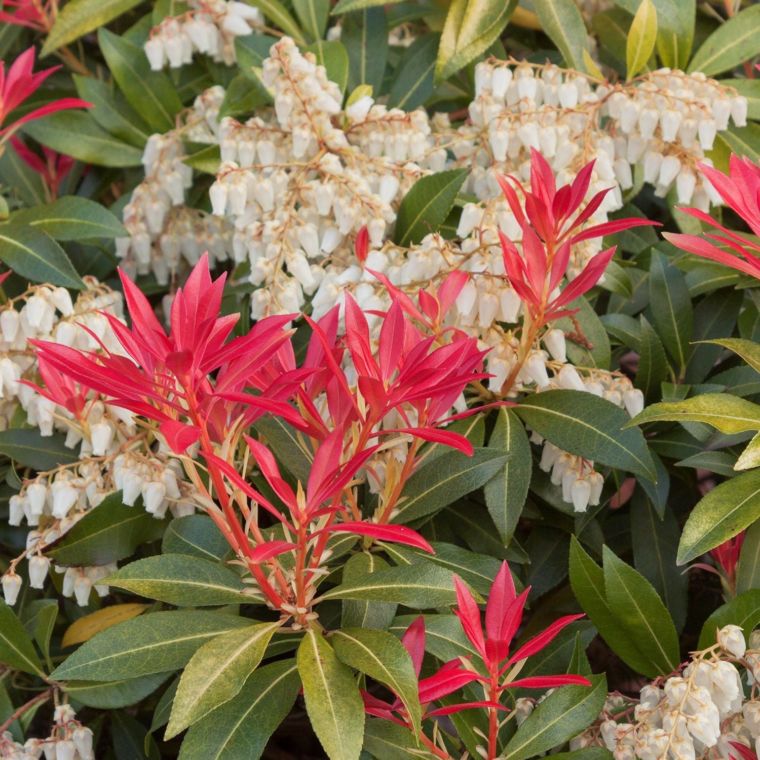 Mountain Fire Andromeda (PIERIS JAP. MOUNTAIN FIRE) - 3 gallon 12"