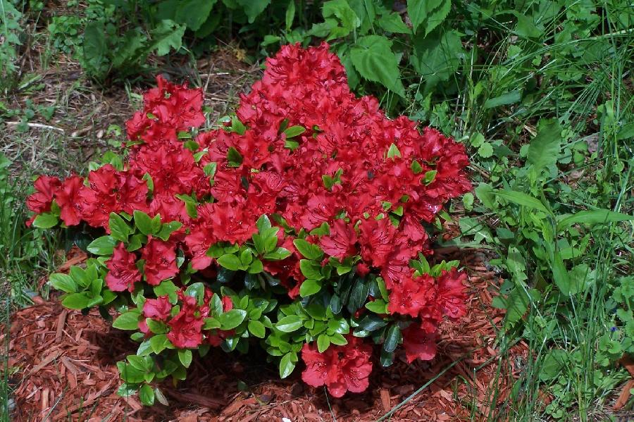 Hot Shot Azalea (Azalea x &