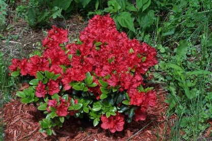 Hot Shot Azalea (Azalea x &