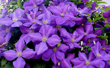 Jackmanii Clematis (Clematis jackmanii &
