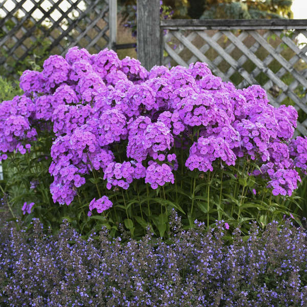Fashionably Early Flamingo Phlox (Phlox paniculata &