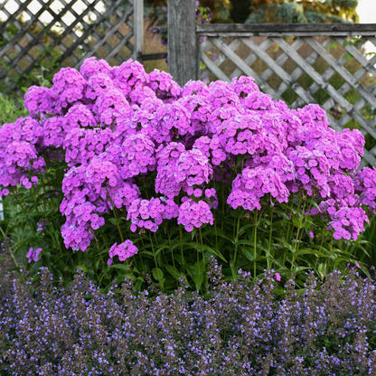 Fashionably Early Flamingo Phlox (Phlox paniculata &