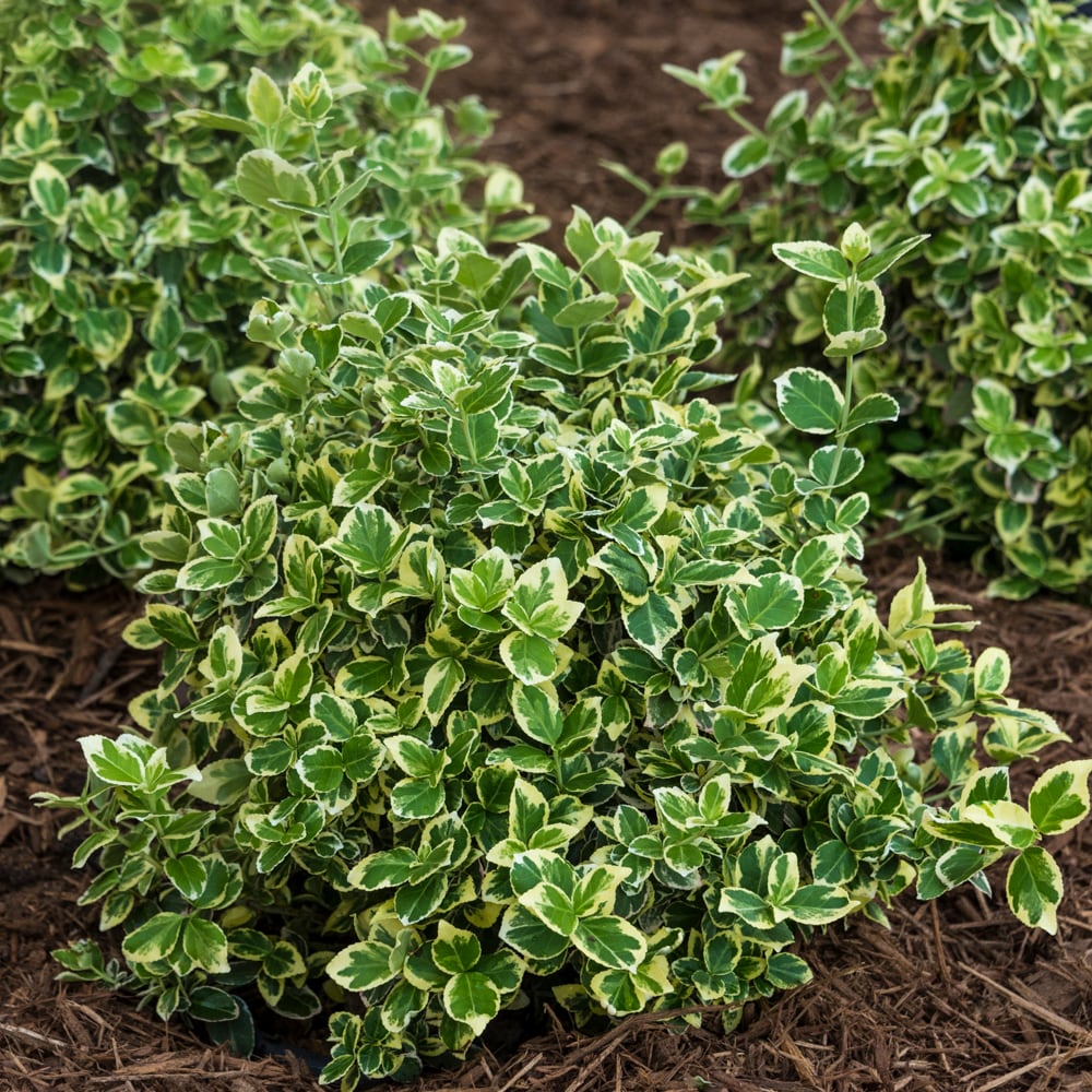 Moonshadow™ Euonymus (Euonymus fortunei &